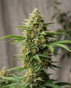 Strawberry Fields Feminized Marijuana Seeds