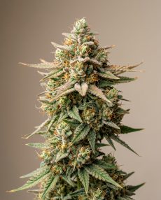 Strawberry Gary Feminized Marijuana Seeds