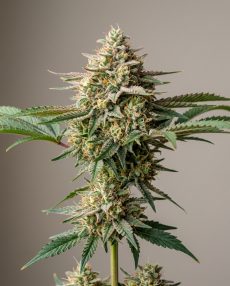 Strawberry Haze Feminized Marijuana Seeds