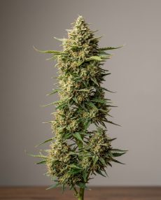 Thai Stick Feminized Marijuana Seeds