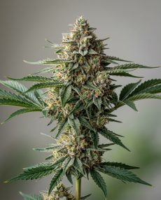 Watermelon Zkittelz Feminized Marijuana Seeds