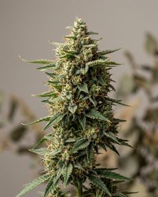 Zamaldelica Feminized Marijuana Seeds